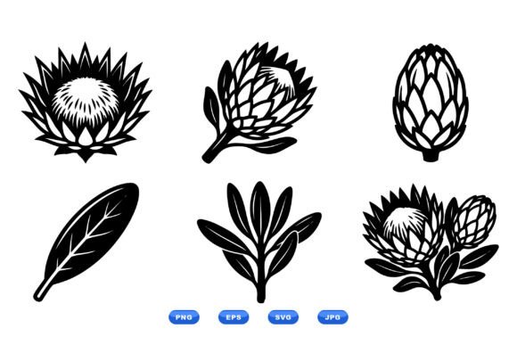Protea Floral Clipart Collection: Graphics & Illustrations